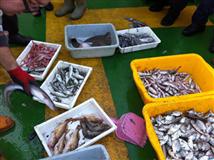 Körfezde İyileşme